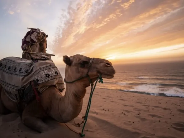 Camel Ride & Sandboarding in Timlalin Dunes